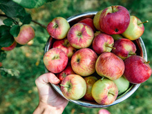 Como manter suas maçãs frescas por mais tempo com um truque antigo (e sempre longe das batatas!)