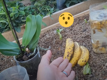 A casca de banana é um verdadeiro tesouro para a sua orquídea: você pica a casca de 3 bananas, mistura com 2 litros de água e...