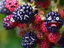 Como assim "amora toma susto"? É isso que acontece com a fruta antes de chegar na sua casa para ela ficar suculenta e gostosa