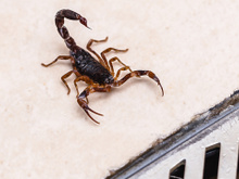 Defesa natural: essas são as plantas que você precisa ter no quintal se quiser manter os escorpiões longe de casa