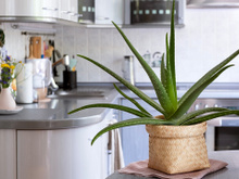 A inteligência artificial revelou o lugar certo para colocar essa planta e atrair abundância no final do ano (e manter as energias ruins bem longe!)