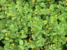 As múmias aprovam! Planta usada no antigo Egito para embalsamamento deixa a pele mais bonita e previne o envelhecimento precoce