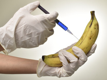 O que os cientistas estão fazendo para SALVAR A BANANA nos campos agrícolas?