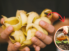 Com essa parte da batata você faz um adubo para usar em qualquer planta da sua casa