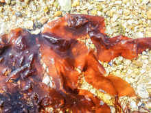 Alga com sabor de bacon: saiba mais sobre a incrível descoberta