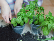 Plante essa erva aromática em casa, ela pode ajudar a controlar a ansiedade (e ainda deixa a sua comida maravilhosa)