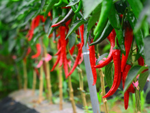 Benefícios da pimenta para a saúde: confira