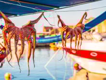 O México se junta ao Chile na introdução de uma lei federal para proibir fazendas de polvo