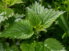 Ninguém presta atenção e, se puderem, pisam nela: essa é a planta que é um tesouro para o jardim