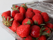 Uma loja se recusou a comprar morangos danificados pelo granizo - a empresária resolveu vender na internet e o negócio fez sucesso