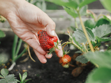 Como plantar morango em vaso utilizando a própria fruta: chega de pagar caro no supermercado