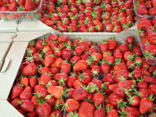 Nem geladeira, nem fruteira: esse é o lugar ideal para armazenar morangos para que a fruta não apodreça