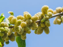 Seus frutos são os mais saudáveis ​​do mundo. Nem todos os cultivam em seus jardins, o que é uma pena