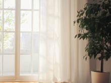 É possível cultivar plantas até nos cantos escuros da casa desde que sejam essas 3 espécies