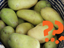 Pode comer batata que brotou? E esverdeada? Vem que o TudoGostoso conta se elas fazem mal à saúde!