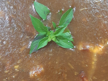 Molho Roti