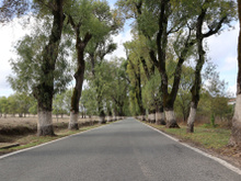 Por que os troncos de algumas árvores são pintados de branco?