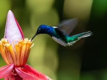 O que significa quando um beija-flor visita o seu jardim: tem um significado muito especial