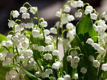 Planta da felicidade: essa flor delicada arranca sorrisos, deixa o ambiente lindo e ainda é fácil de cultivar em vaso