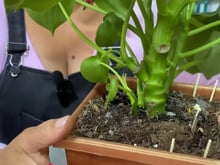 Truque simples de enterrar palito de fósforo no solo das plantas pode resolver um problema sério no vaso ou no jardim