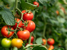 Como e quando podar os pés de tomate para obter frutos maiores e mais saudáveis