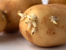 Se você tem dúvidas sobre comer batatas com brotos, um doutor em química esclarece se elas são realmente perigosas ou não