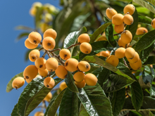 Sucesso nos anos 80 e 90, essa fruta pode ser plantada até em apartamento: TudoGostoso mostra o passo a passo