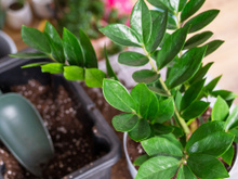 Como triplicar sua zamioculca em semanas (fazendo mudas enraizadas em água, dá certo, já fiz várias vezes haha)