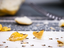 O segredo para eliminar formigas está no lixo da sua cozinha: aprenda esse truque simples e eficaz