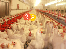 Gripe aviária no Brasil: é possível se contaminar comendo o frango? Saiba o que dizem os especialistas