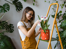 As melhores flores de dezembro para decorar a sua casa para o Natal e Réveillon