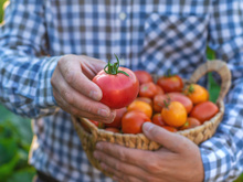 Kelly Batista, agrônoma, sobre o novo tomate: "Uma das mudanças mais marcantes na tomaticultura está na incorporação de tecnologias diretamente na lavoura"
