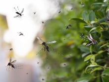 Os mosquitos fogem dessa planta como loucos, ela é um sucesso entre os jardineiros: salva as noites de verão na varanda, todo mundo deveria ter uma