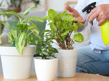 Você está regando suas plantas do jeito certo? Veja o que mudar para que cresçam fortes e saudáveis