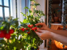 O segredo para ter tomates grandes e bonitos crescendo na sua horta está nas cascas de banana: um truque de jardineiro especialista!