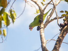Essa árvore frutífera foge completamente do comum: os frutos docinhos nascem direto no tronco e surpreendem quem vê pela primeira vez