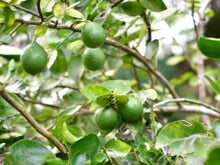 Especialistas em jardinagem concordam sobre os limoeiros: "Luz e água são essenciais para que produzam frutos."