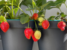 Palavra de horticultor: como cultivar morangos em casa para comer frutas suculentas o ano todo