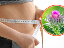 Estudo brasileiro revela que planta medicinal popular pode diminuir barriga e inflamações corporais