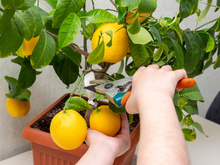 Adeus limão com agrotóxico: com quantos anos você descobriu que dá para plantar um limoeiro em apartamento?