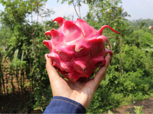 Já pensou em plantar pitaya em casa? Essa fruta rosa chama a atenção por onde passa e é muito fácil de ser cultivada
