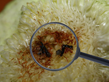 Com quantos anos você descobriu que existe uma fruta que não é 100% vegana?