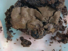 Brownie sem glúten e sem lactose