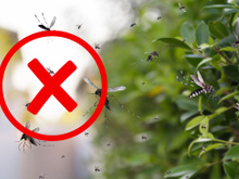 Nem citronela, nem capim-limão: essas duas plantas vão afastar os mosquitos e ainda perfumar a sua casa