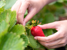 Palavra de jardineira: plantar morango em vaso raso em casa fica fácil com essas dicas e "não precisa de sol o dia inteiro como outras frutíferas"