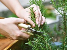 Plantar alecrim nunca foi tão fácil desde que aprendi o segredo para a erva brilhar na minha horta