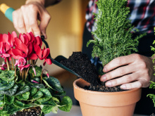 Como evitar bichos na horta caseira