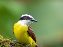 O que significa quando um Bem-te-vi te viu? Isso pode sinalizar algo importante para a sua vida!