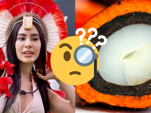 O que é tucumã, qual o sabor e o que significa? Entenda a gíria de Isabelle no BBB 24 em discussão com Bin Laden