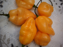 Molho de pimenta arriba saia